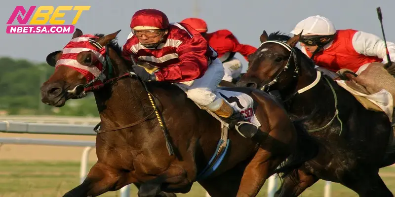 Cá cược đua ngựa luôn có sức hút lớn với người chơi nhà cái