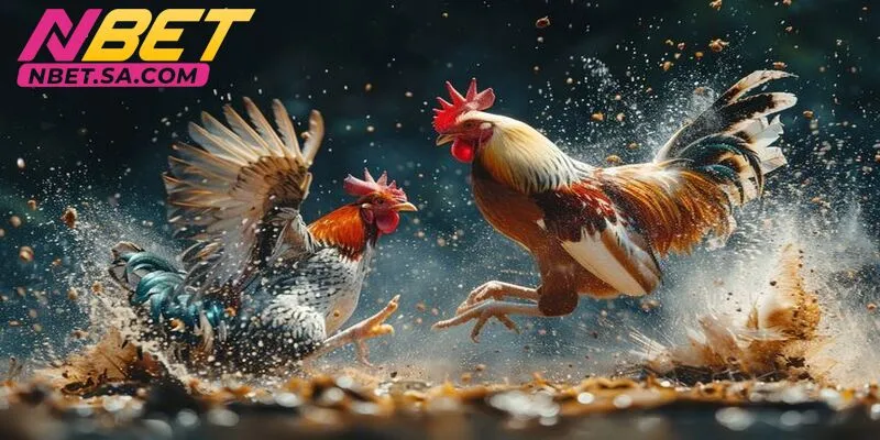 Cựa dao và cựa sắt là loại cựa phổ biến hiện nay