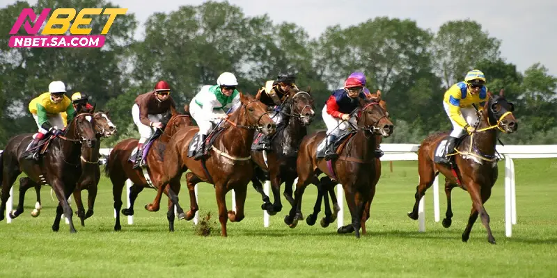 Cược vị trí phù hợp cho những người muốn giảm thiểu rủi ro khi cược đua ngựa