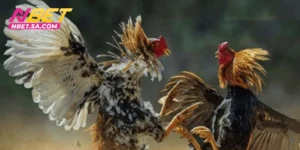 Đá Gà C2 - Sức Hấp Dẫn Đến Từ Các Cuộc Cạnh Tranh Khốc Liệt