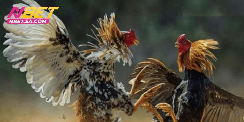 Đá Gà C2 - Sức Hấp Dẫn Đến Từ Các Cuộc Cạnh Tranh Khốc Liệt