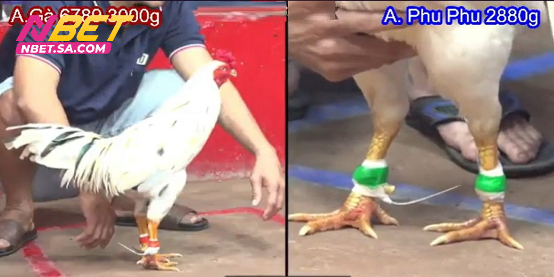 Hình ảnh full HD chất lượng