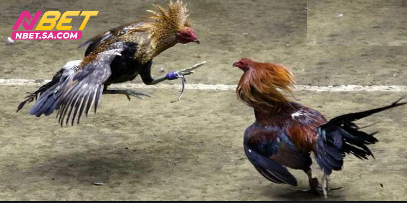 Nét độc đáo của đá gà C2