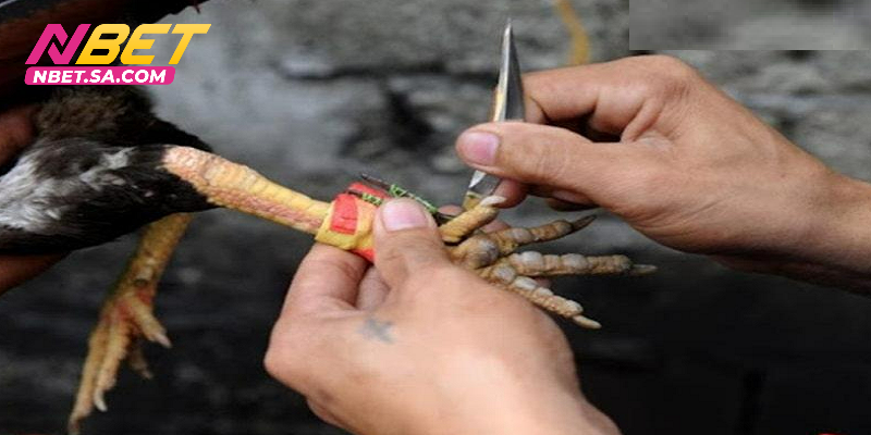 Quy định trong đá gà C2