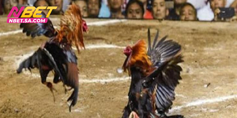 Xem lại các video trận đấu